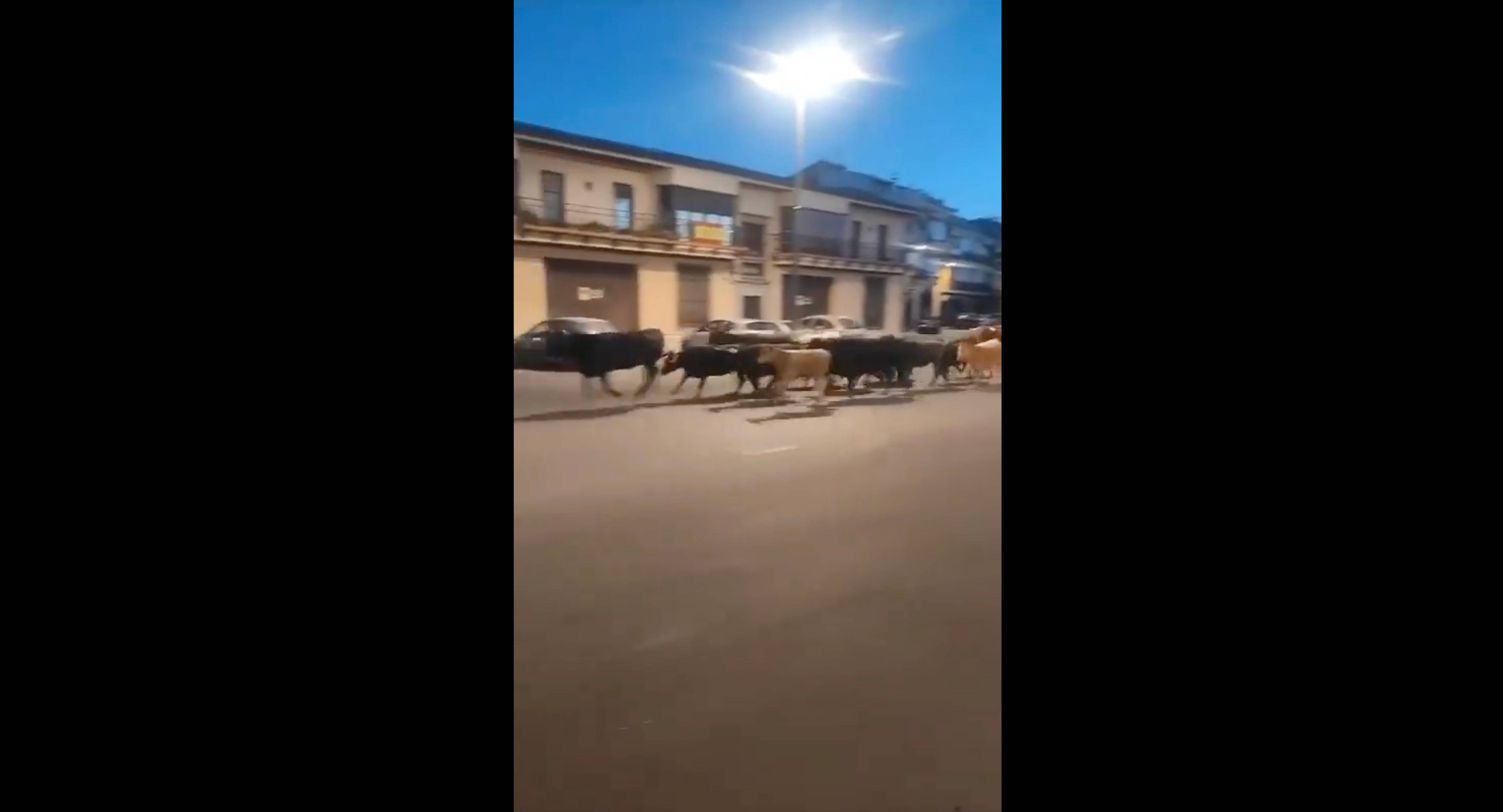 Un fotograma del vídeo publicado en redes sociales en el que se muestra la huida de las vacas.