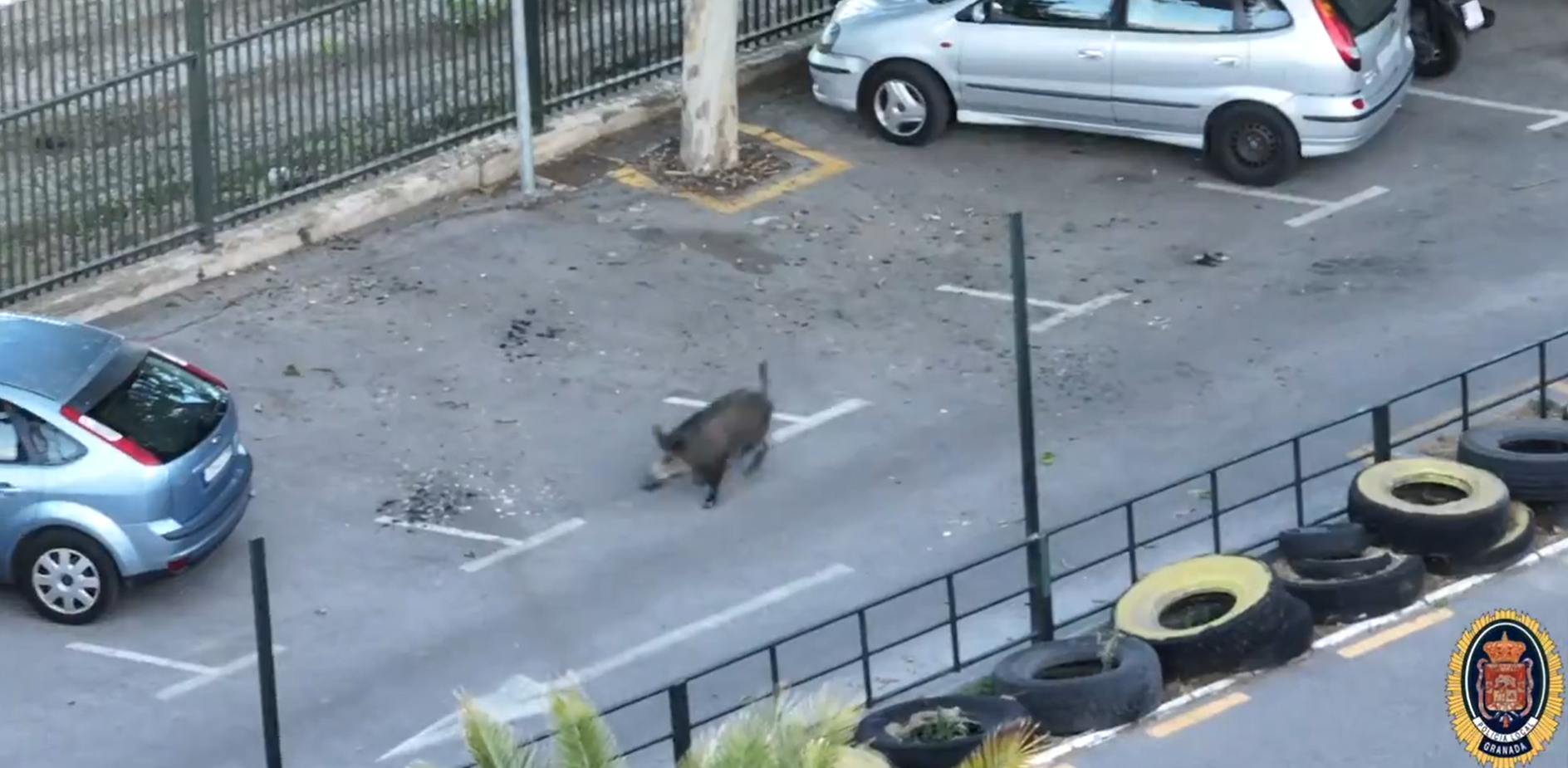 Fotograma del vídeo publicado por la Policía Local de Granada en el que se ve a un jabalí 'paseando' por la zona.