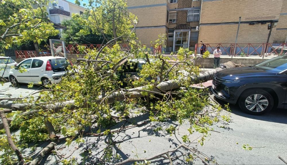 Caida de rama en Poligono San Benito Jerez 2