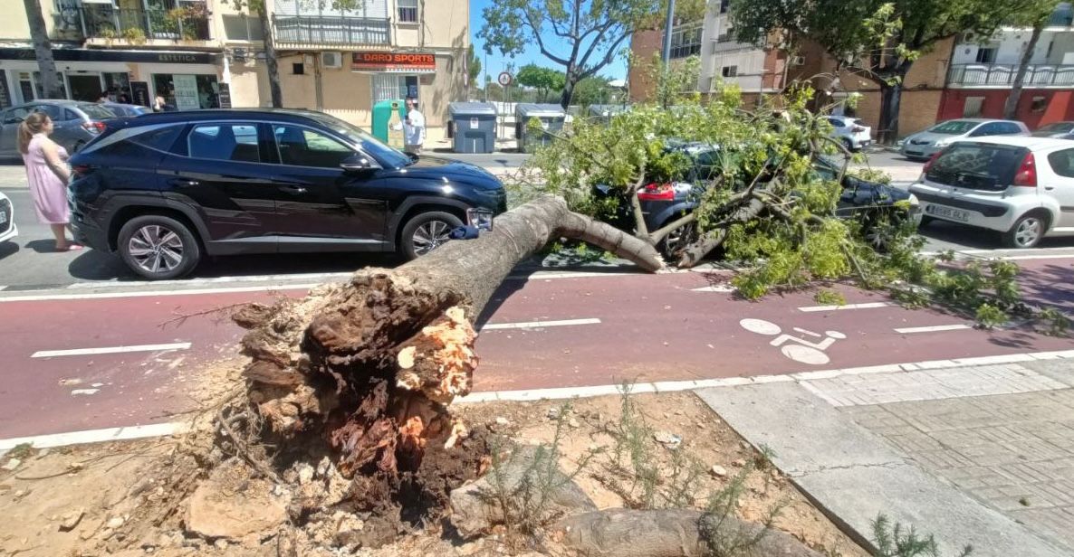 El árbol, caído en la barriada San Ginés de Jerez.