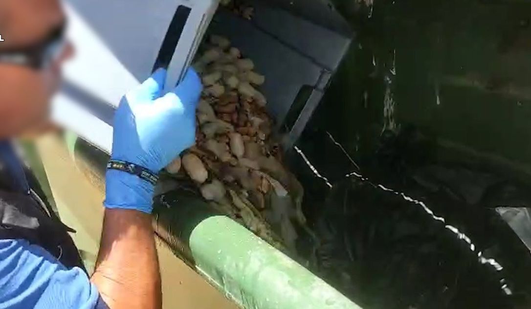 Alimentos destruidos por encontrarse en mal estado en la feria de Chiclana.