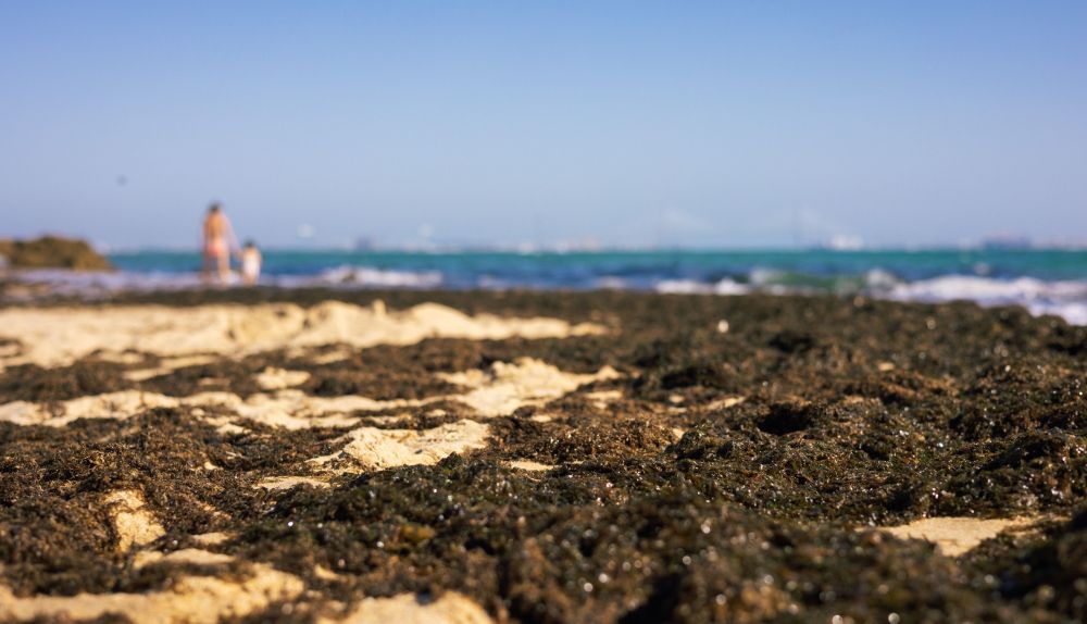 ALGA INVASORA PLAYAS EL PUERTO 6