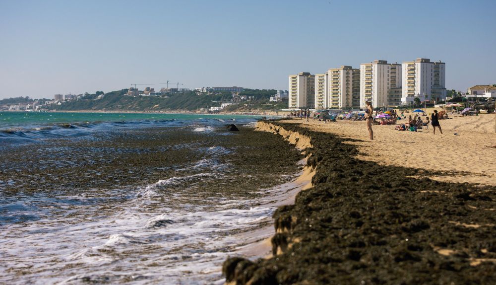 Algas invasoras en El Puerto, en el Buzo.