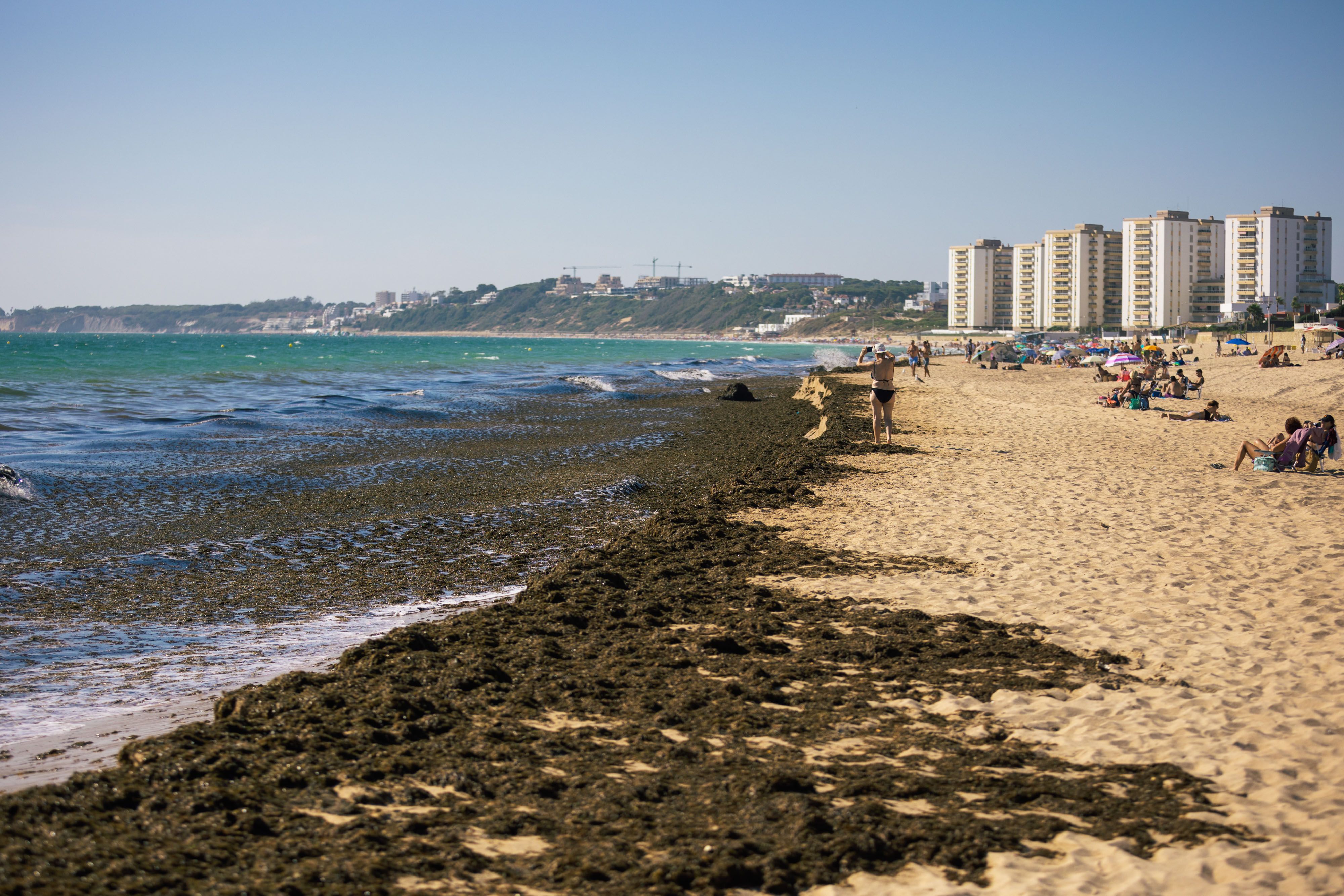 Alga invasora en la playa de Vistahermosa, en El Puerto, hace dos años.