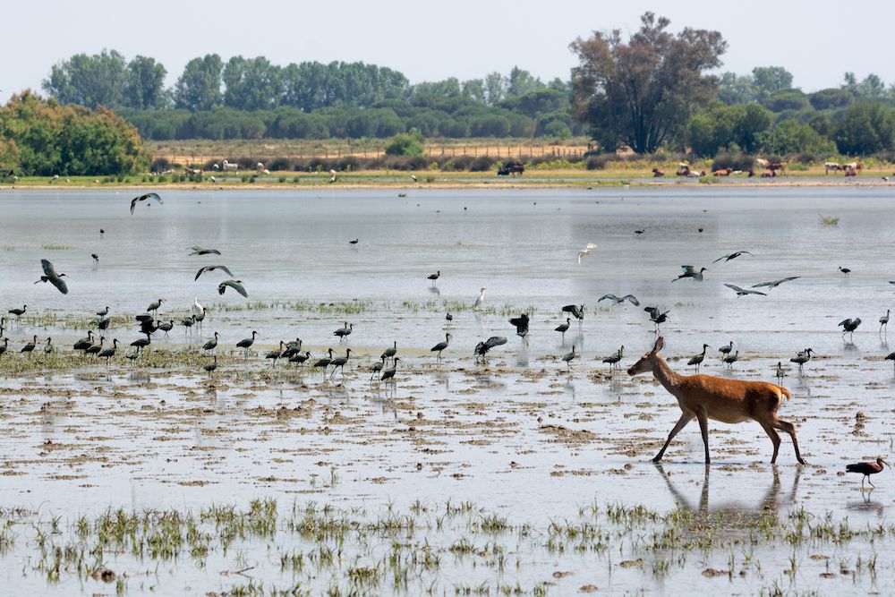 Imagen del Parque Nacional deDoñana.