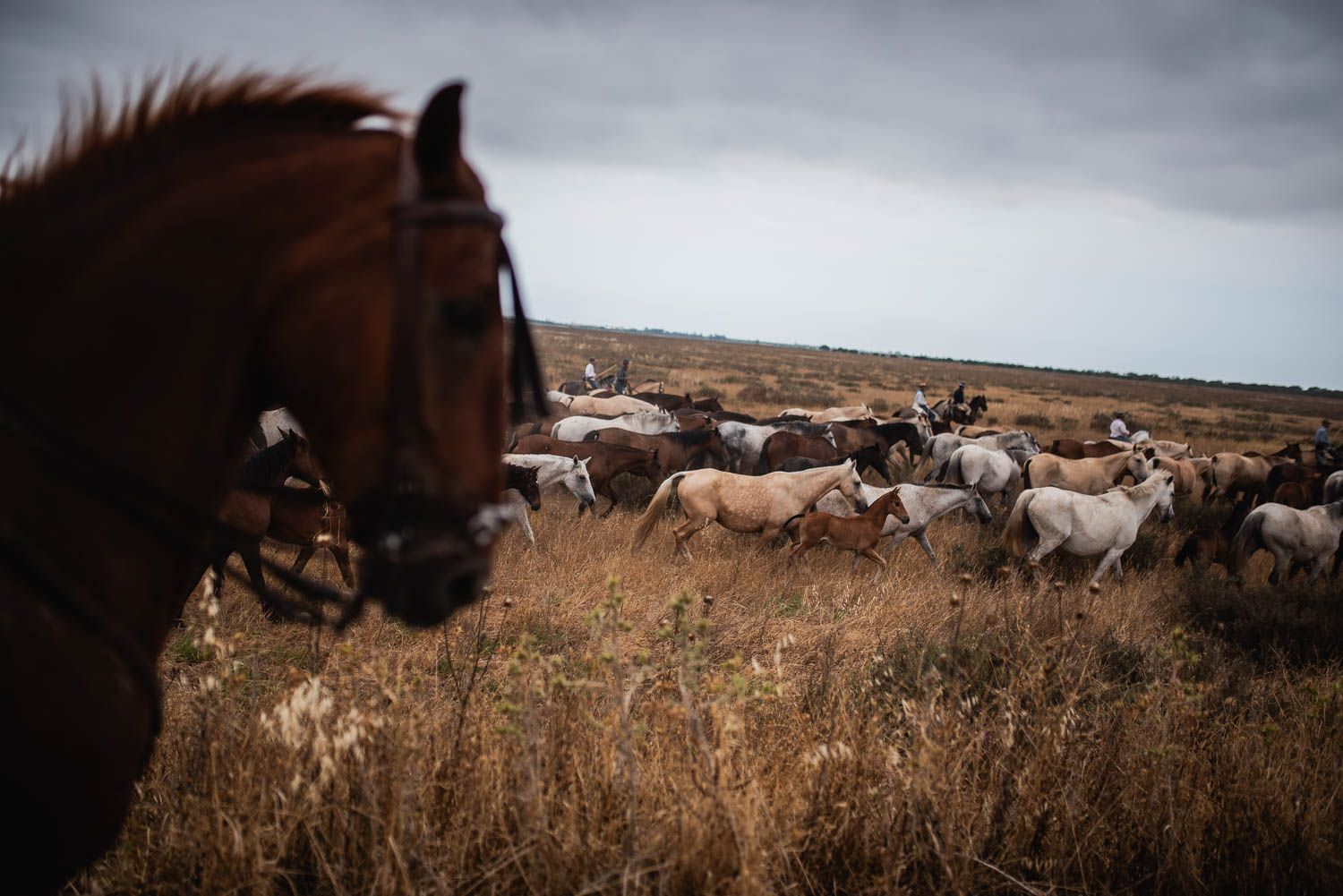 La saca de las yeguas, de Doñana a El Rocío, en imágenes.