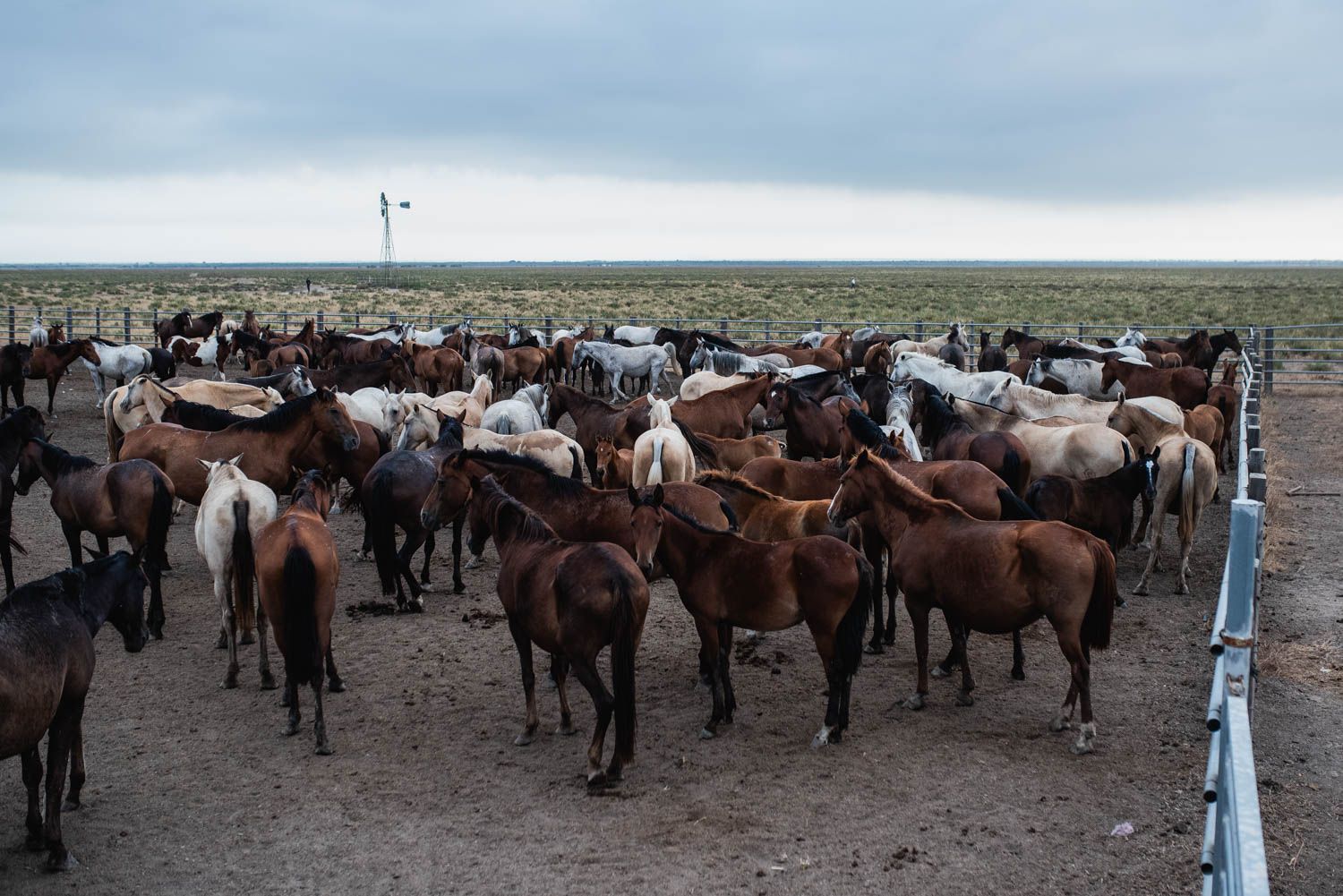 La saca de las yeguas, de Doñana a El Rocío, en imágenes.