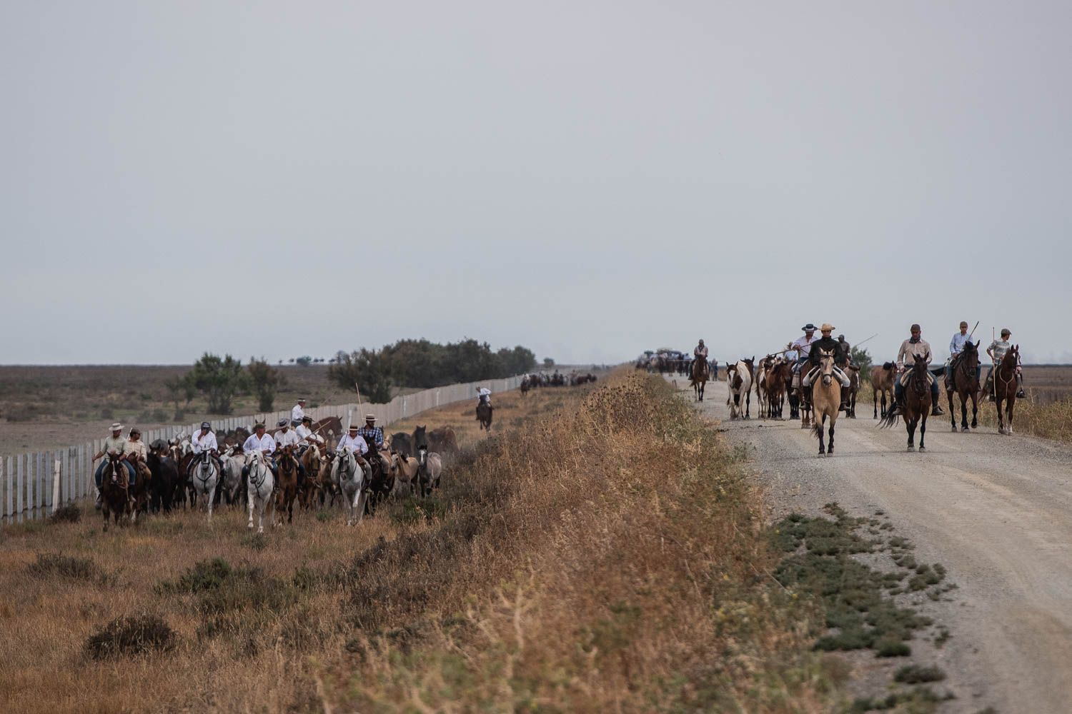 La saca de las yeguas, de Doñana a El Rocío, en imágenes.