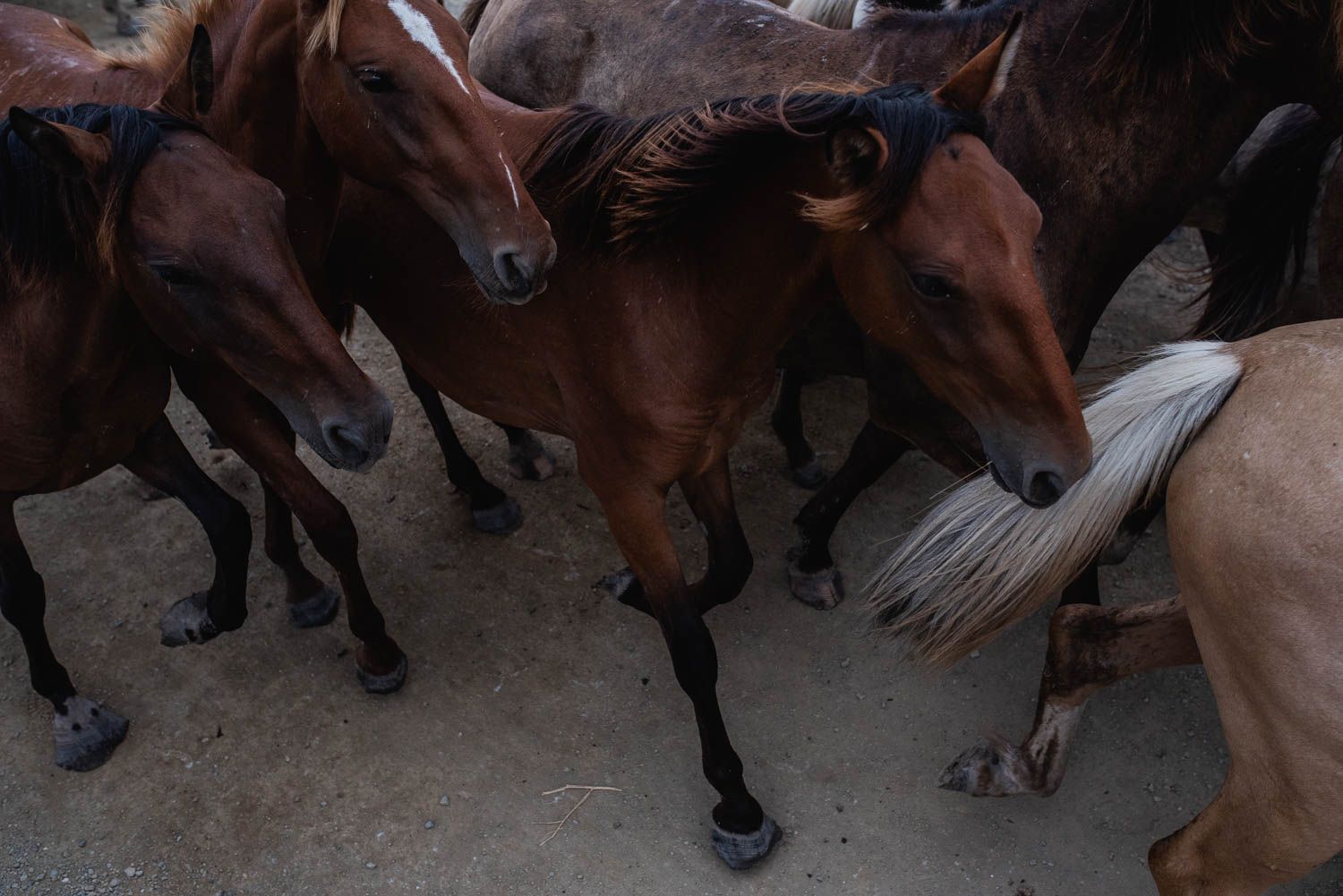 La saca de las yeguas, de Doñana a El Rocío, en imágenes.
