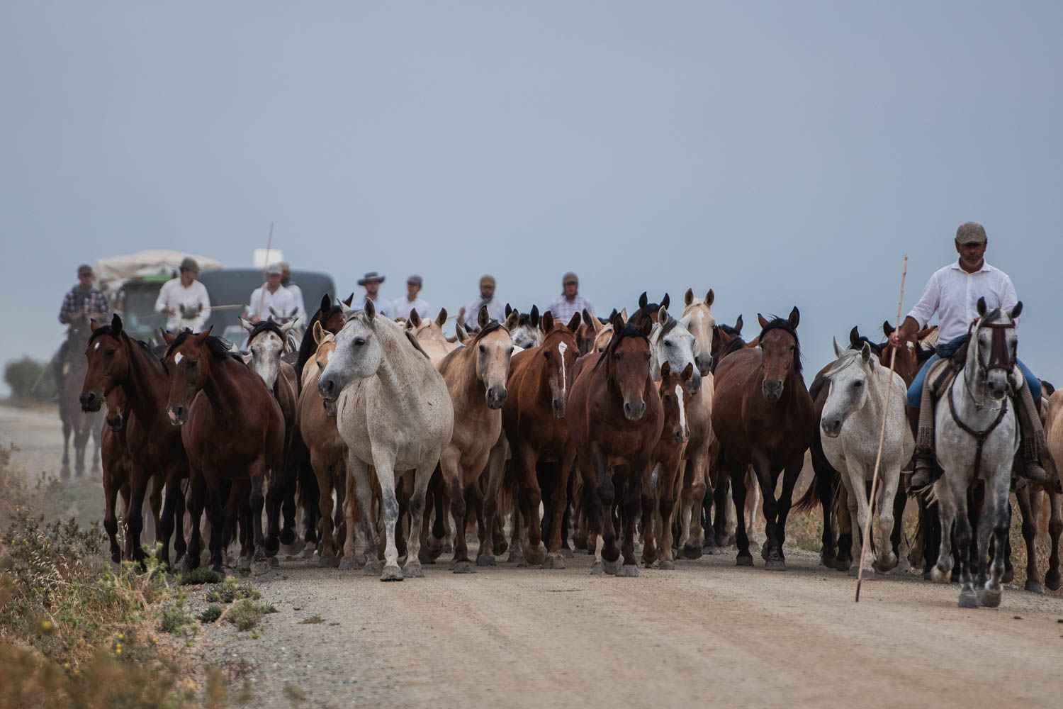 La saca de las yeguas, de Doñana a El Rocío, en imágenes.