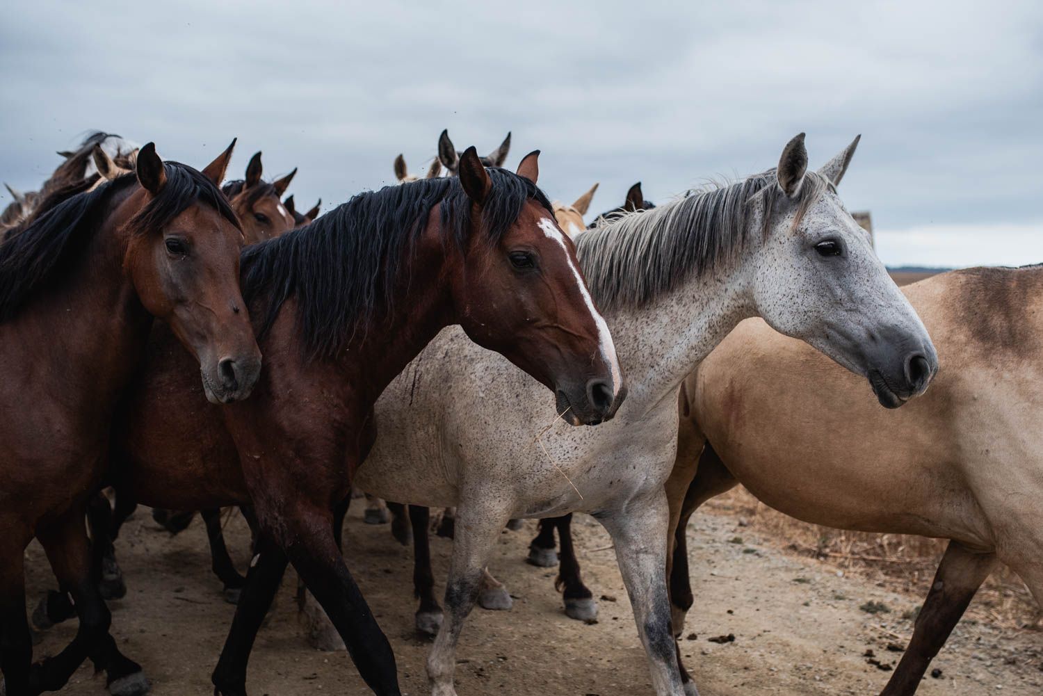 La saca de las yeguas, de Doñana a El Rocío, en imágenes.