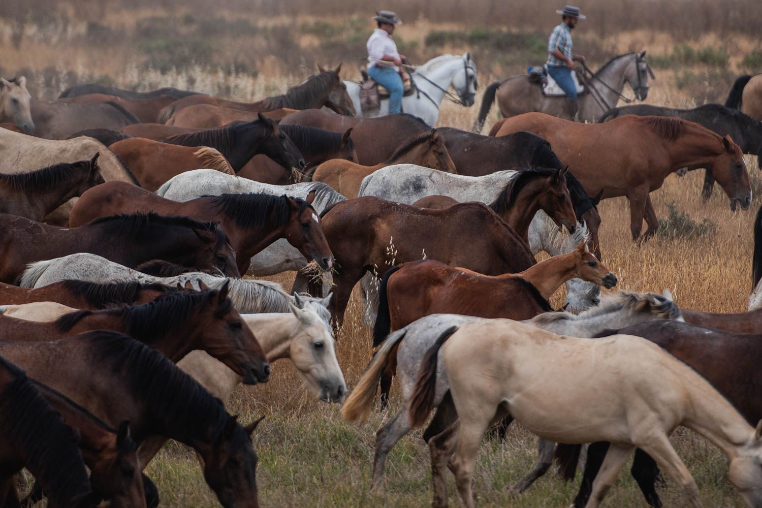 La saca de las yeguas, de Doñana a El Rocío, en imágenes.