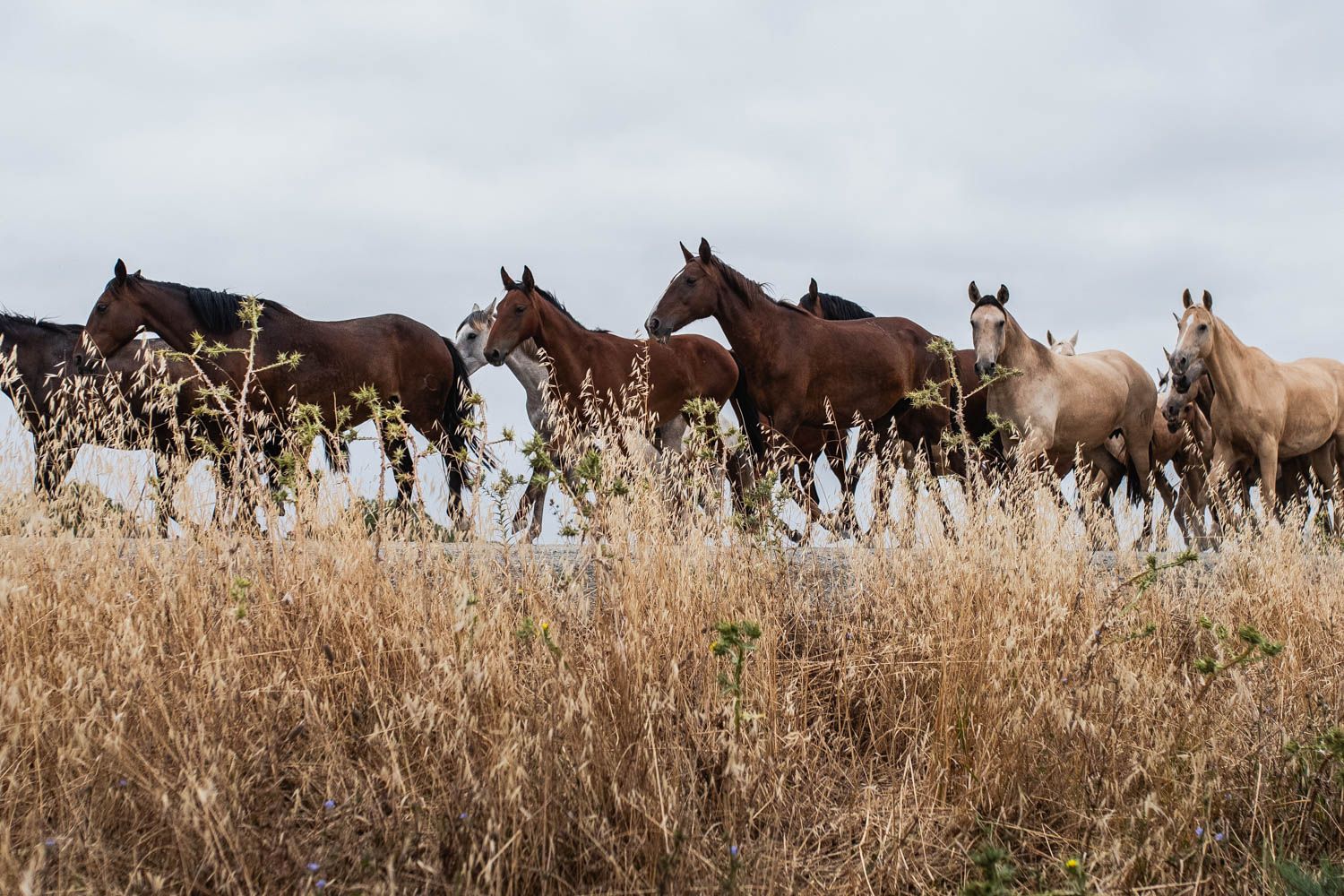 La saca de las yeguas, de Doñana a El Rocío, en imágenes.