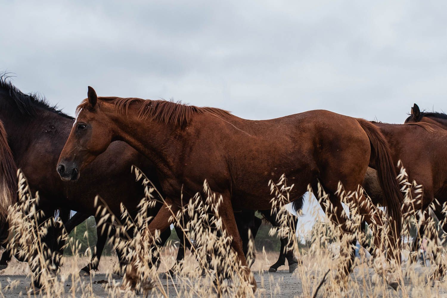 La saca de las yeguas, de Doñana a El Rocío, en imágenes.