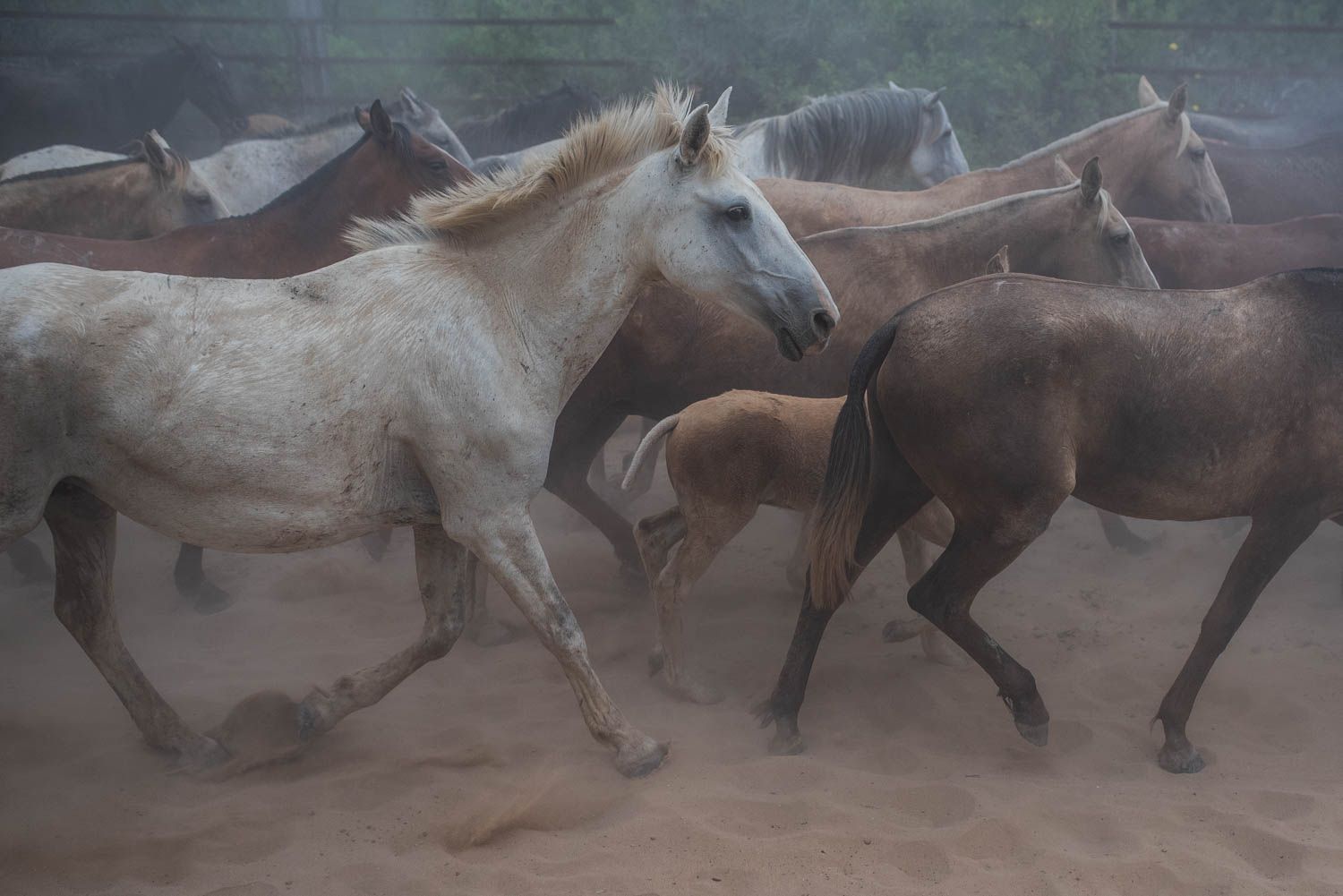 La saca de las yeguas, de Doñana a El Rocío, en imágenes.