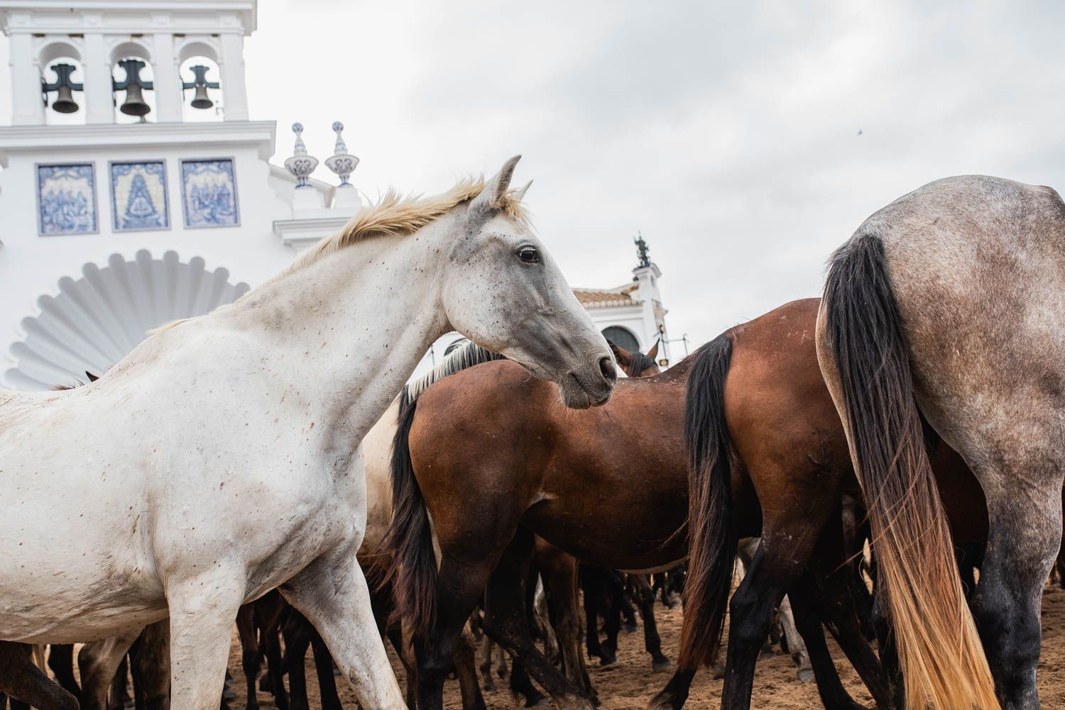 La saca de las yeguas, de Doñana a El Rocío, en imágenes.