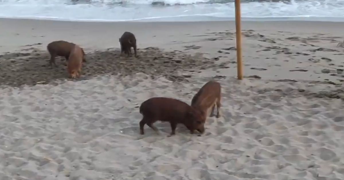Varios jabalíes, en una playa de Marbella. Varios jabalíes, en una playa de Marbella.