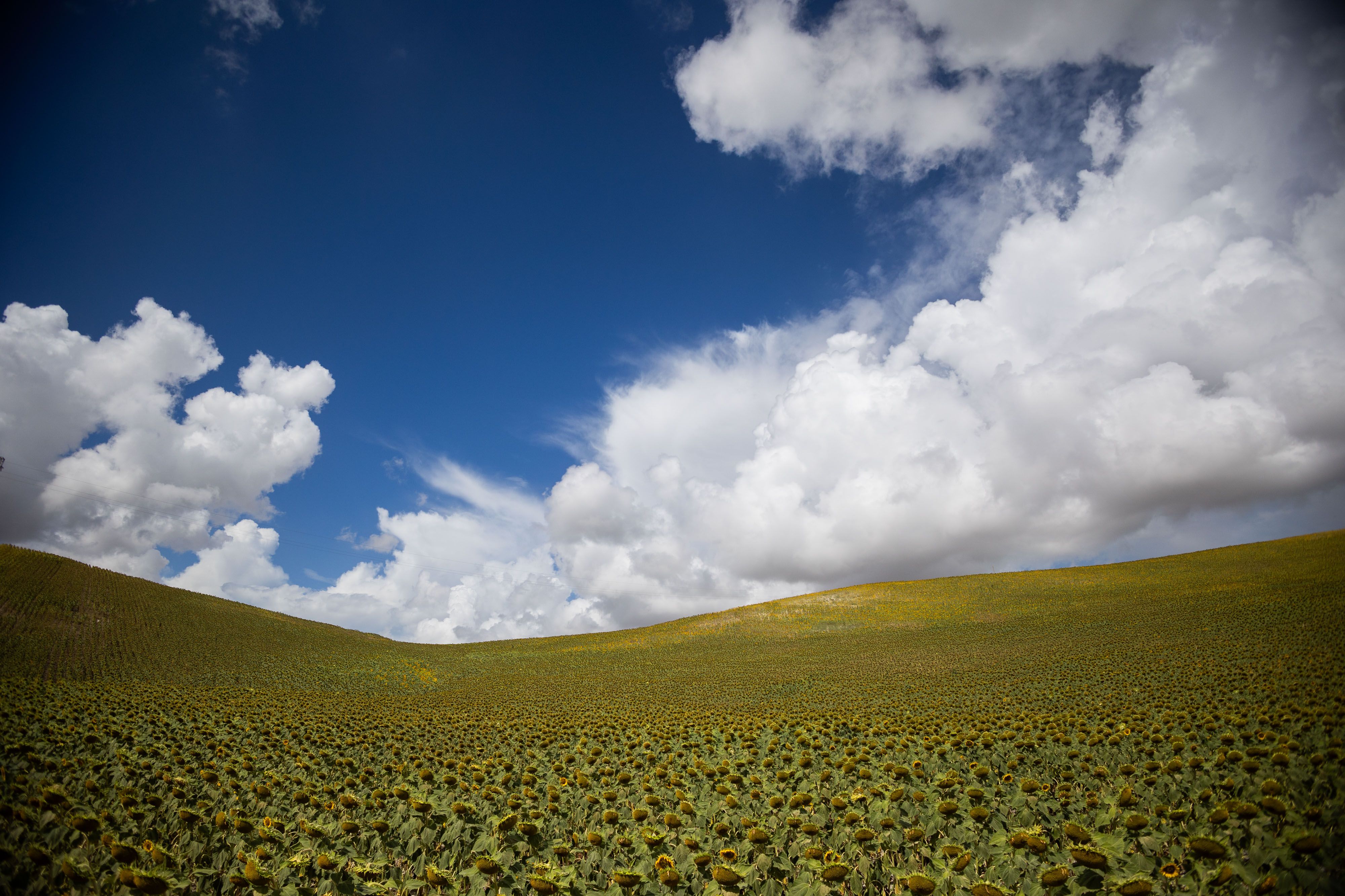 Un campo de girasoles bajo un cielo repleto de nubes. Un campo de girasoles bajo un cielo repleto de nubes.