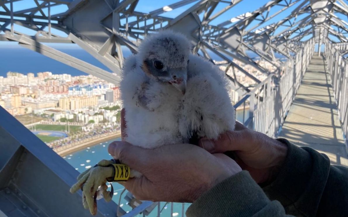 Uno de los halcones peregrinos nacidos en torres eléctricas de Cádiz.