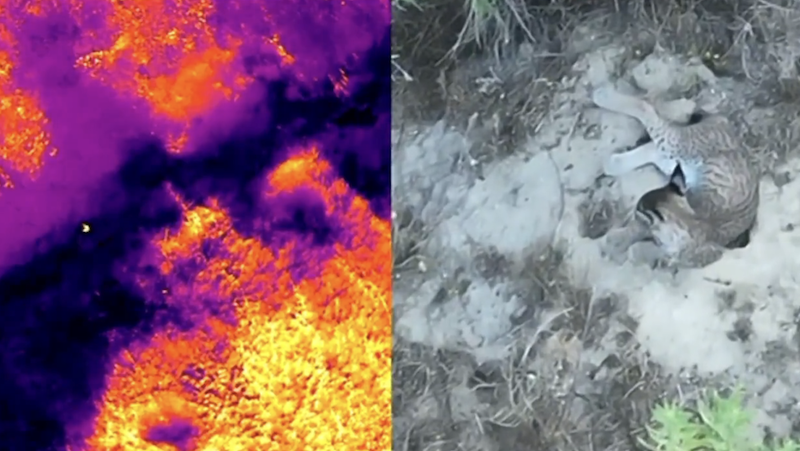 Los linces huérfanos, localizados por un dron.