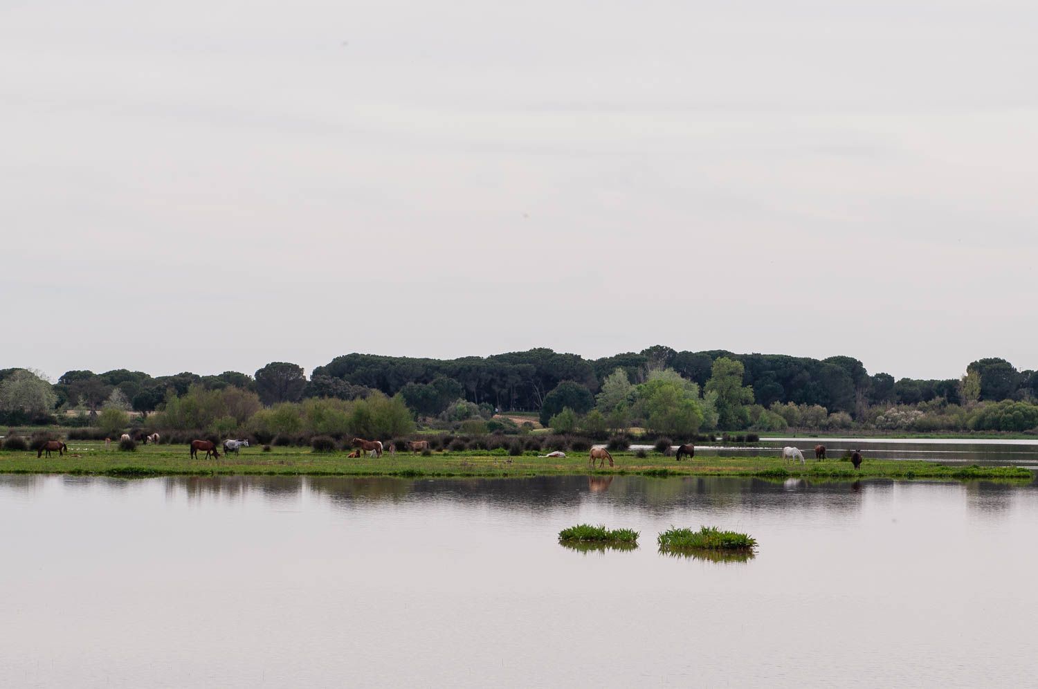 El Parque Nacional de Doñana, en una imagen reciente. El Parque Nacional de Doñana, en una imagen reciente.