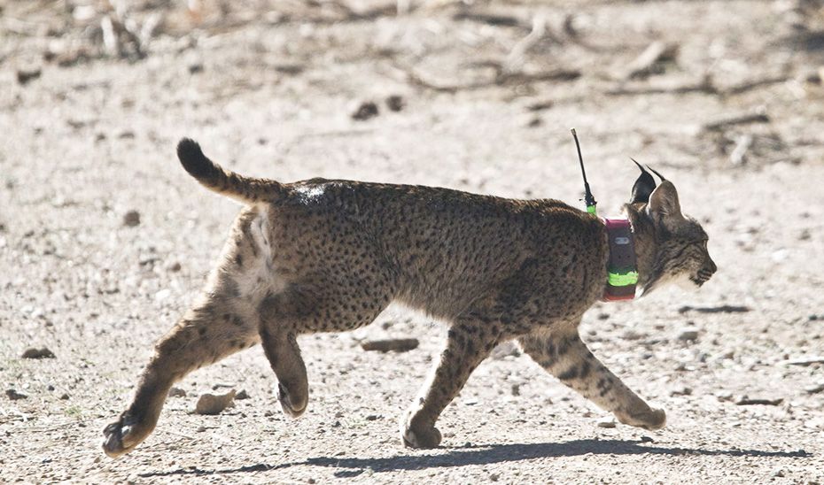 El lince 'Troncho' en su viaje, durante el cual ha llevado un collar GPS de geolocalización.