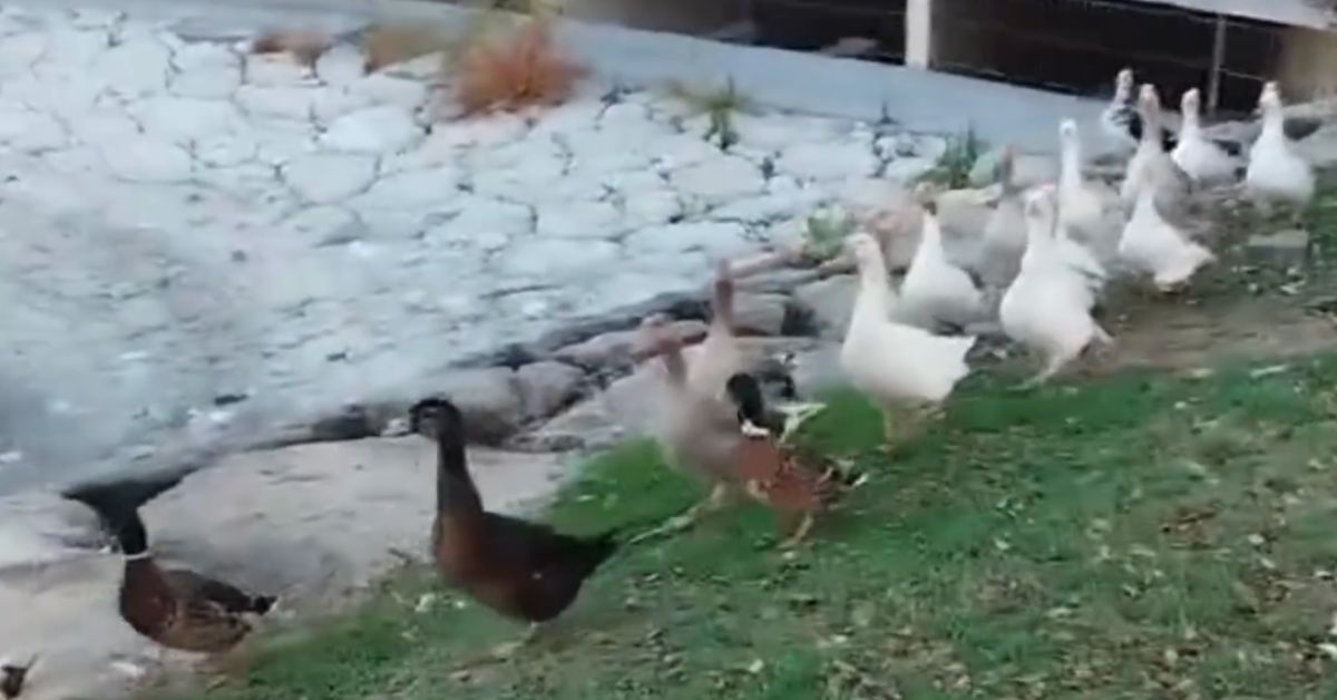Los patos de Las Salinas, sin agua en el lago artificial de El Puerto.