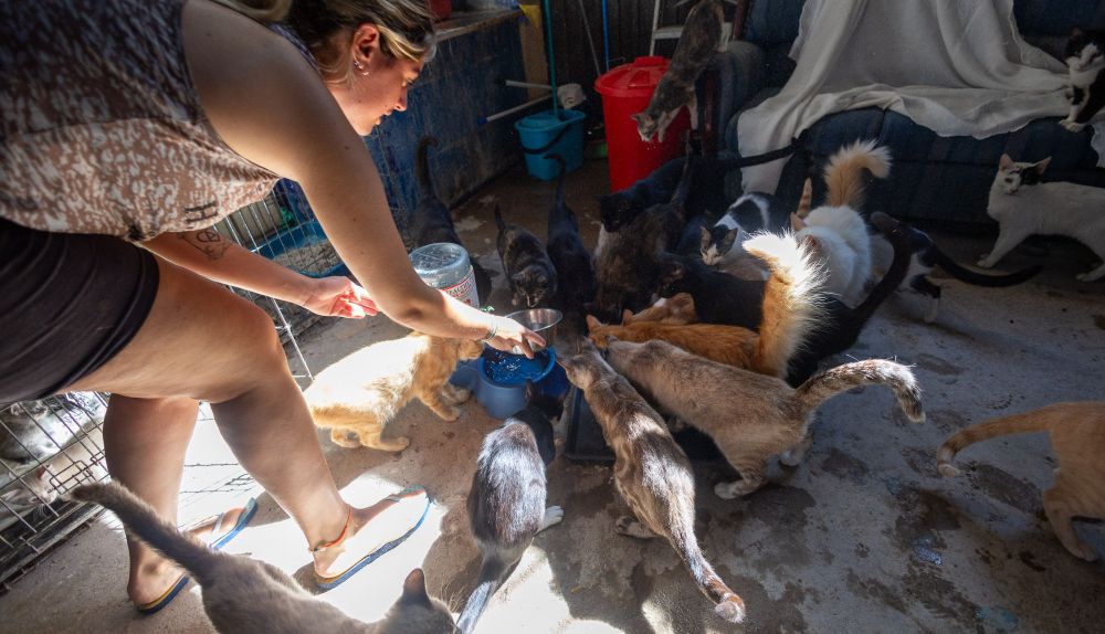 La voluntaria de San Antón repone el agua para los felinos.
