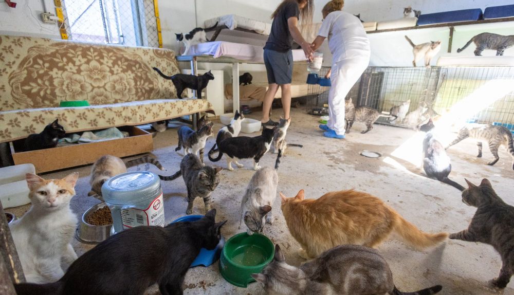 Calor protectoras  08