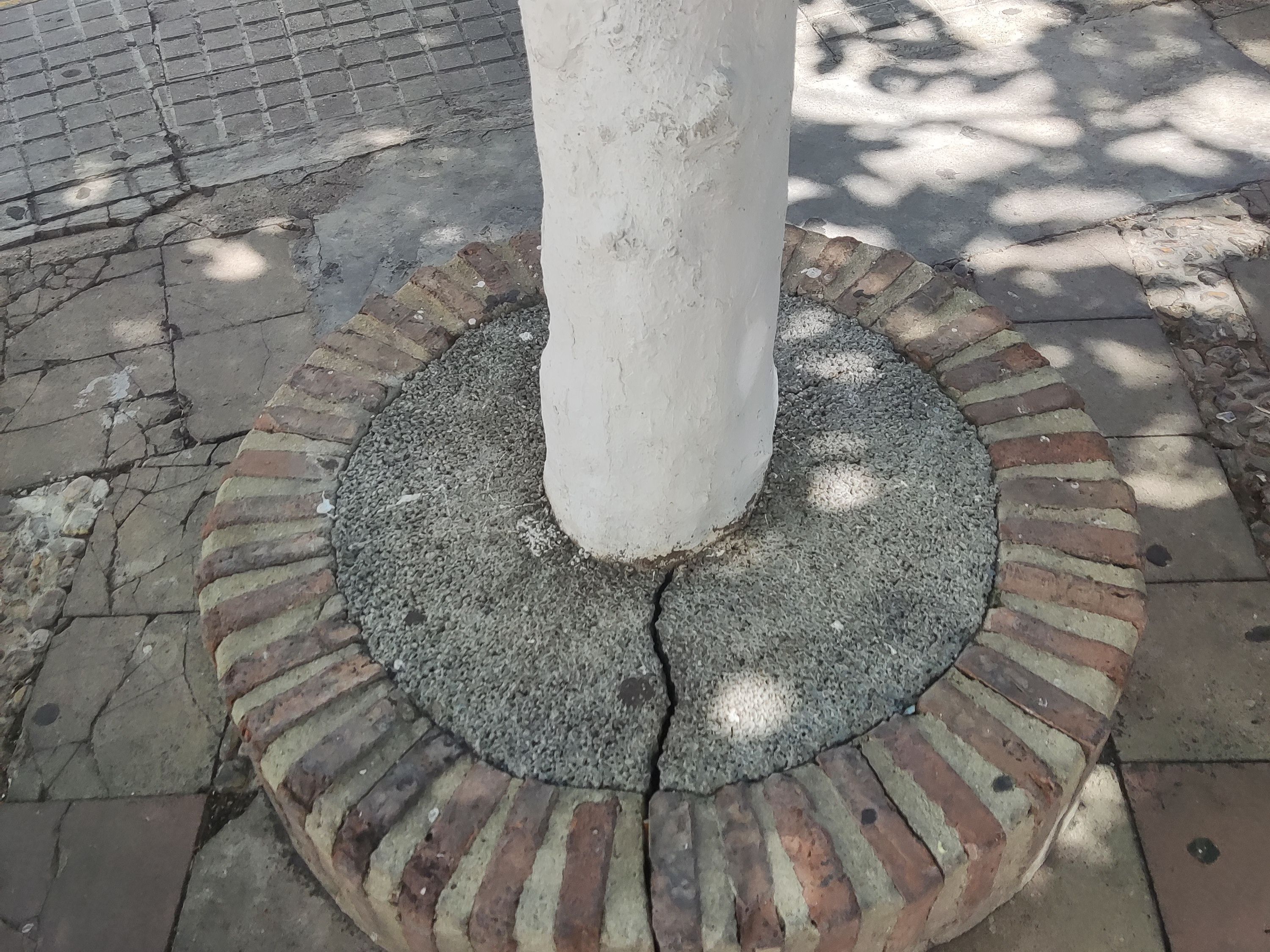 Piden al Ayuntamiento de El Bosque que deje de sellar alcornoques. Piden al Ayuntamiento de El Bosque que deje de sellar alcornoques.