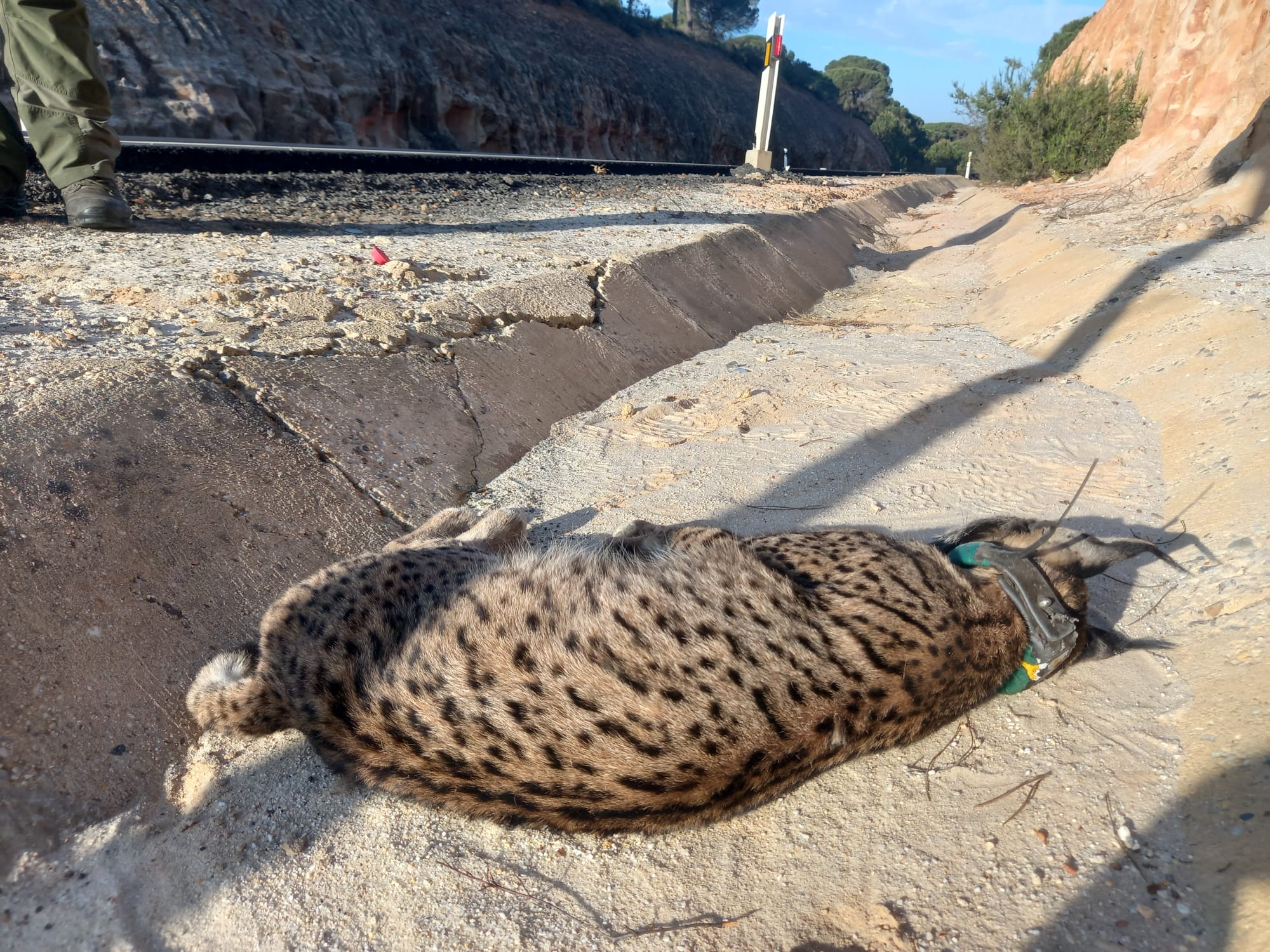 Imagen de un lince ibérico atropellado.