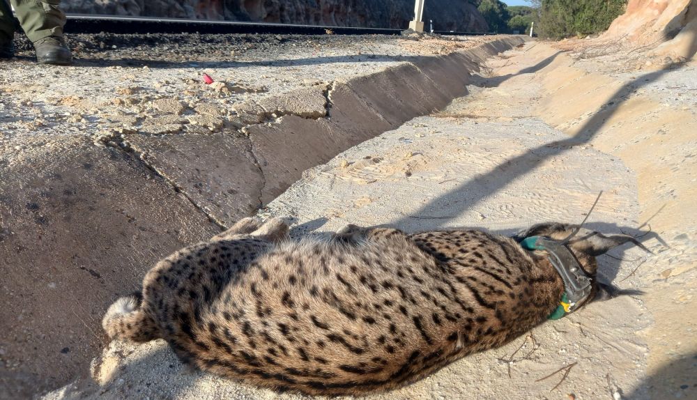 Imagen de un lince ibérico atropellado.