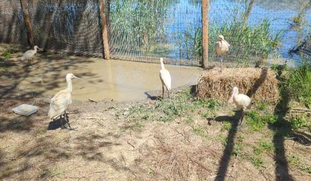 Las aves criadas en Jerez, en la Reserva de la Biosfera del País Vasco.