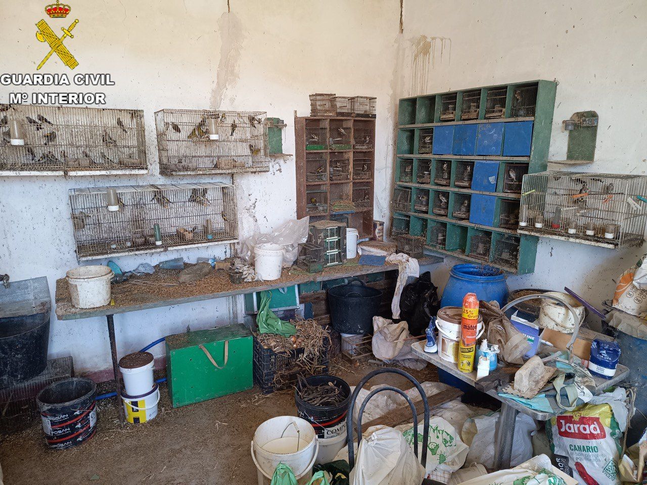 Varias de las aves enjauladas.