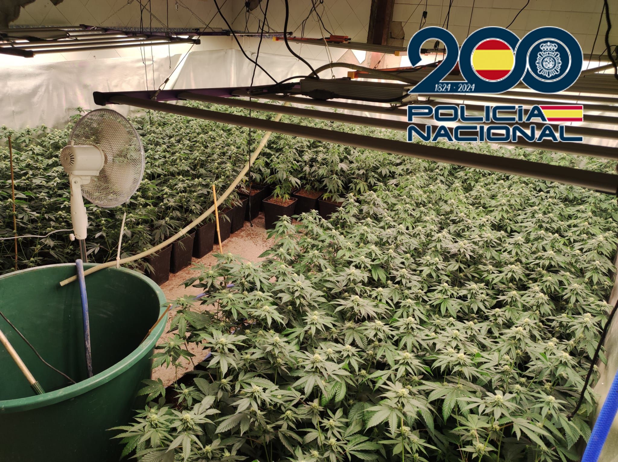 Una de las plantaciones de marihuana desmanteladas por la Policía Nacional, imagen de archivo.