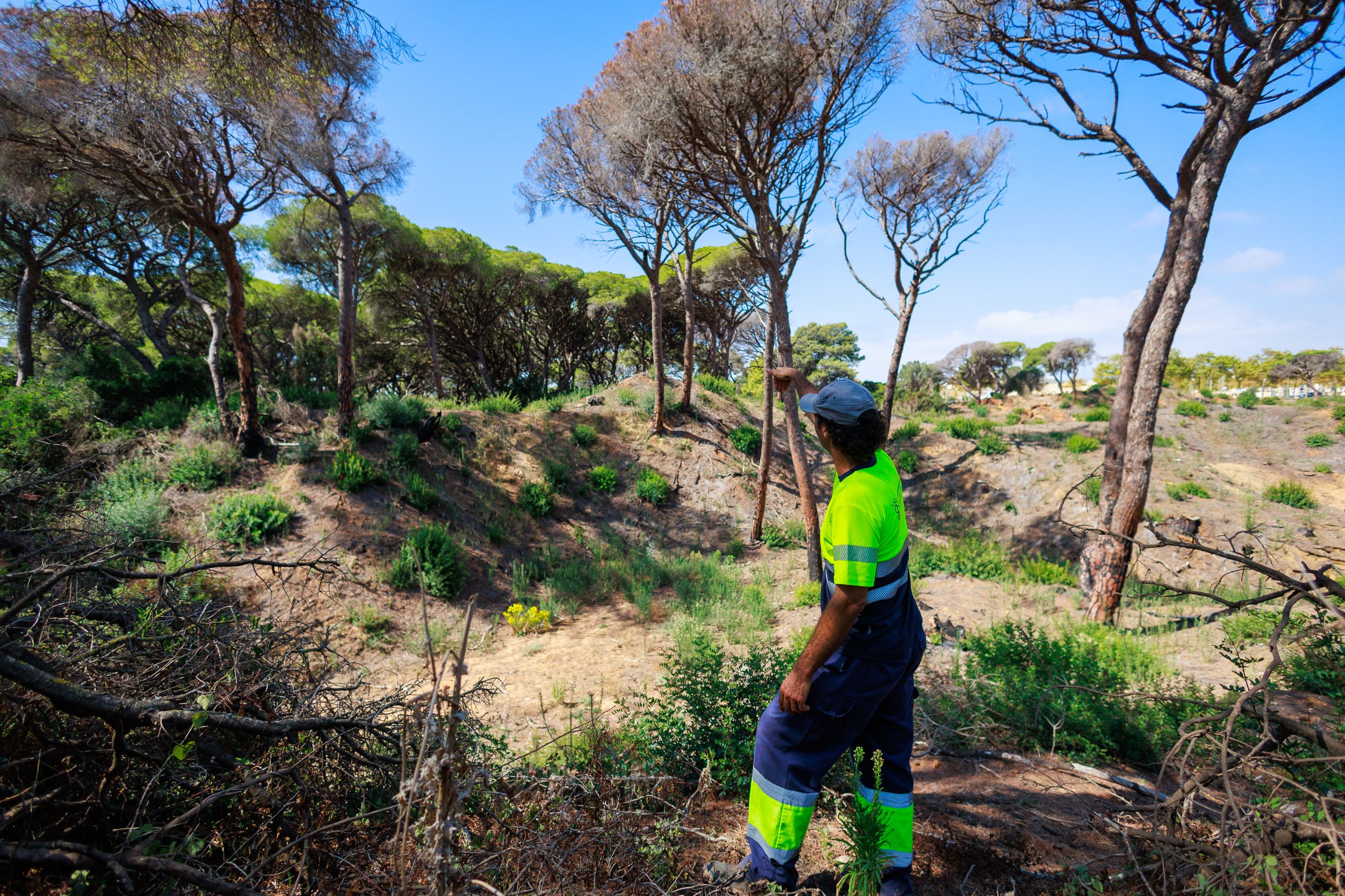 Las Canteras de Puerto Real un año después del incendio 