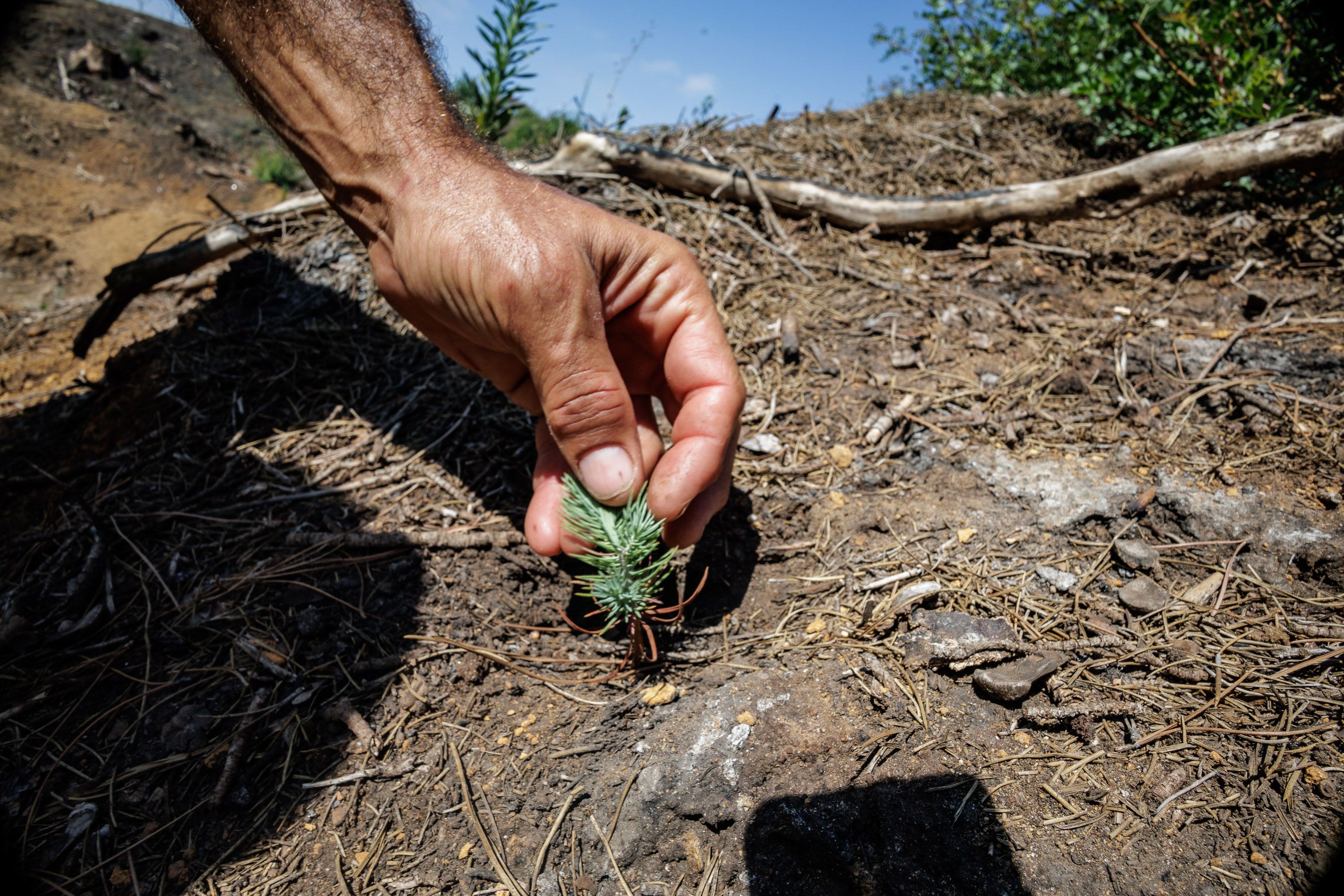 Las Canteras de Puerto Real un año después del incendio 