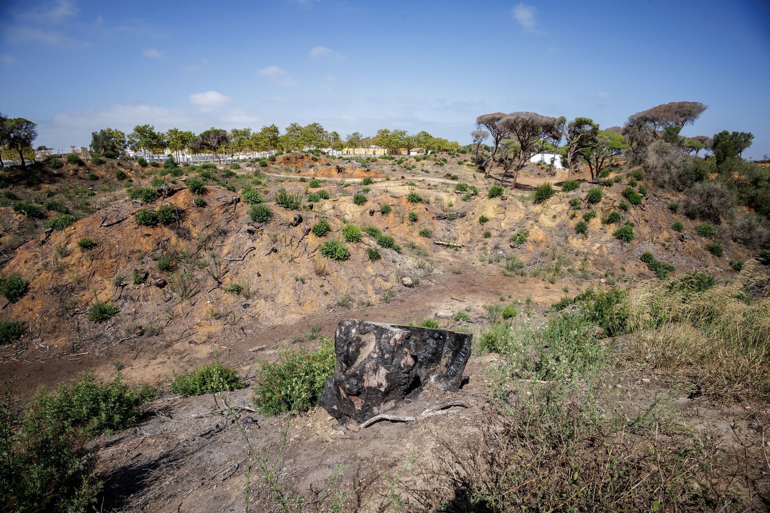 Una imagen de Las Canteras de Puerto Real un año después del incendio. Una imagen de Las Canteras de Puerto Real un año después del incendio.