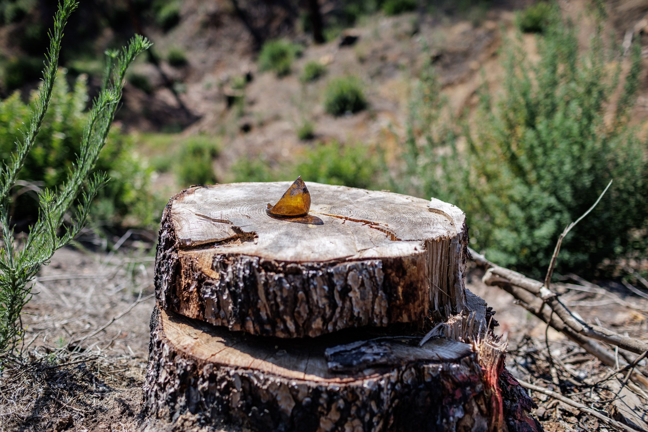 Las Canteras de Puerto Real un año después del incendio 