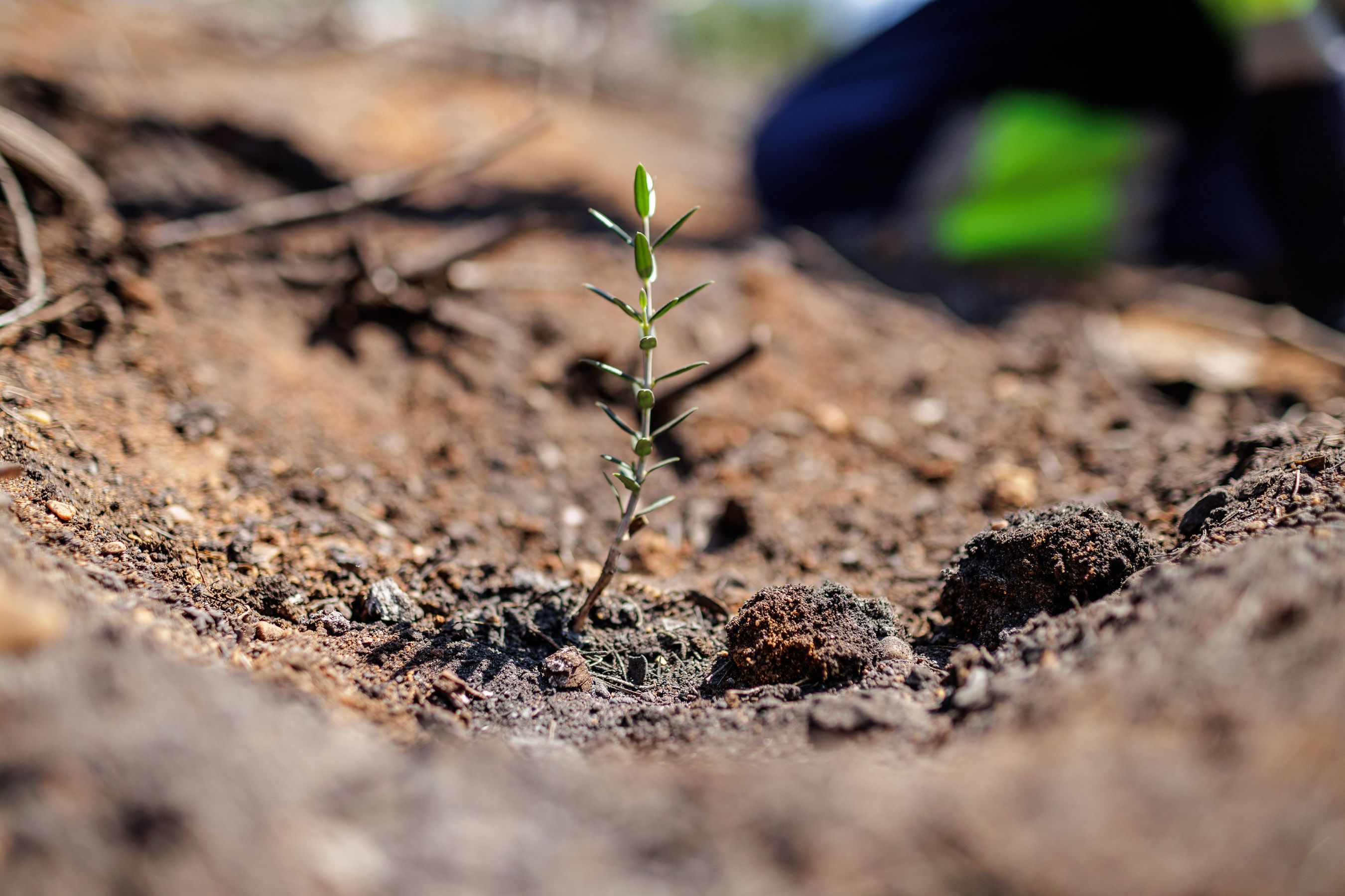 Las Canteras de Puerto Real un año después del incendio 