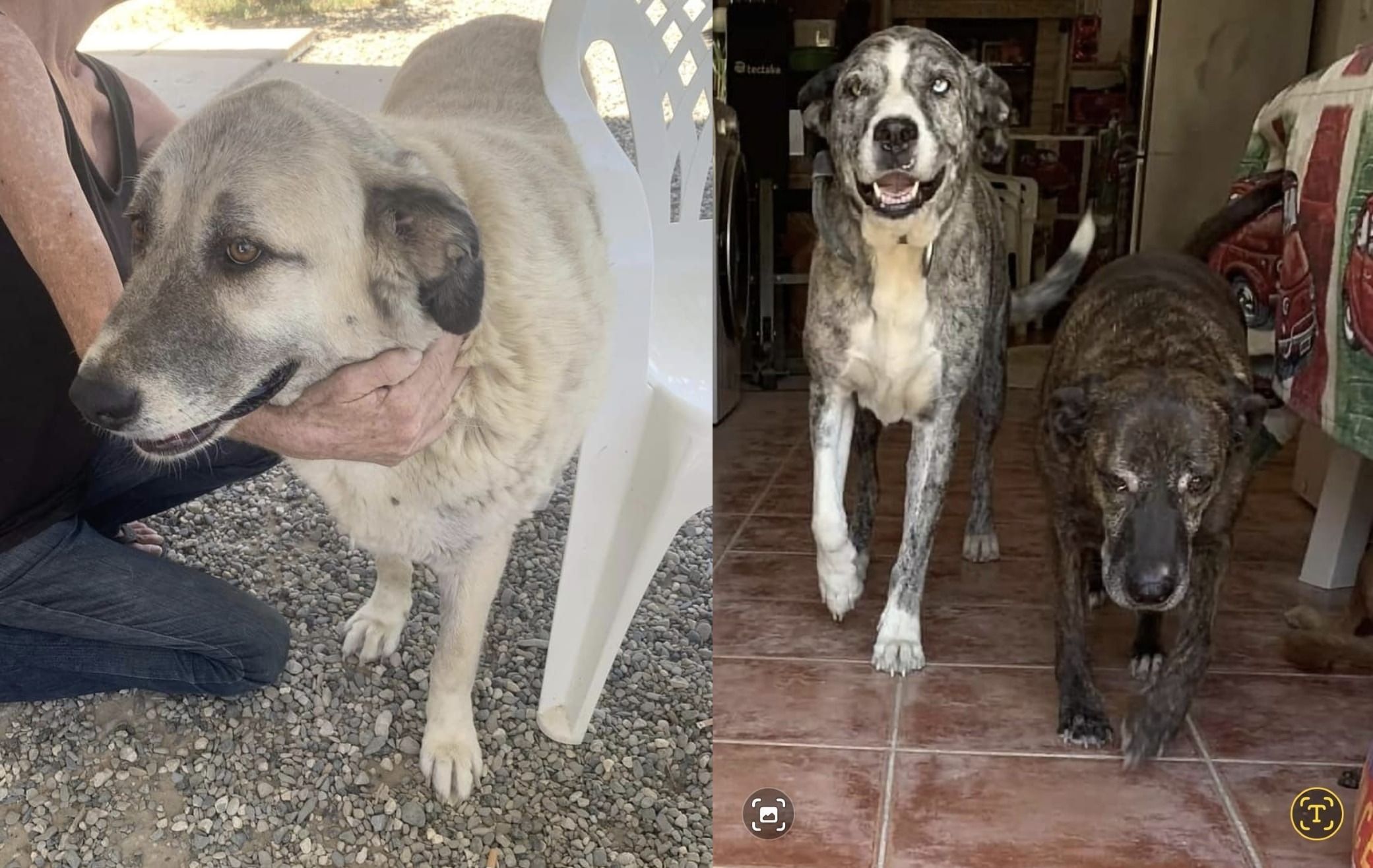 Tres de los 16 perros que tenía el matrimonio en casa.