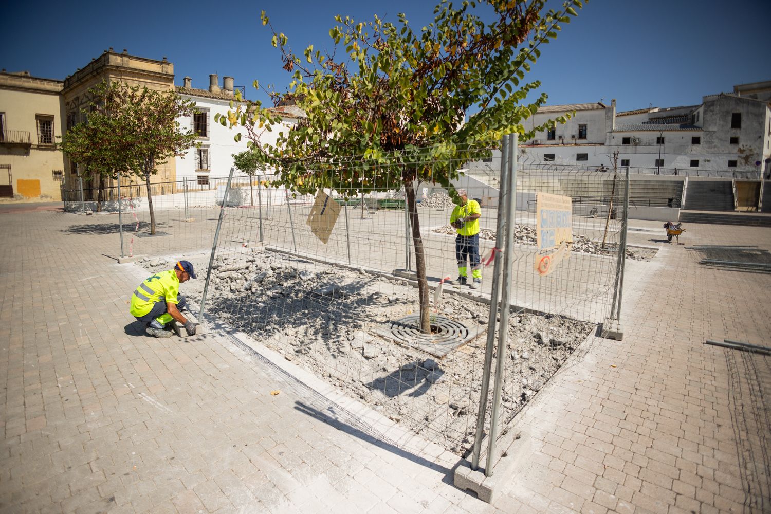 Operarios en la laza Belén protegiendo uno de los árboles que serán sustituidos.