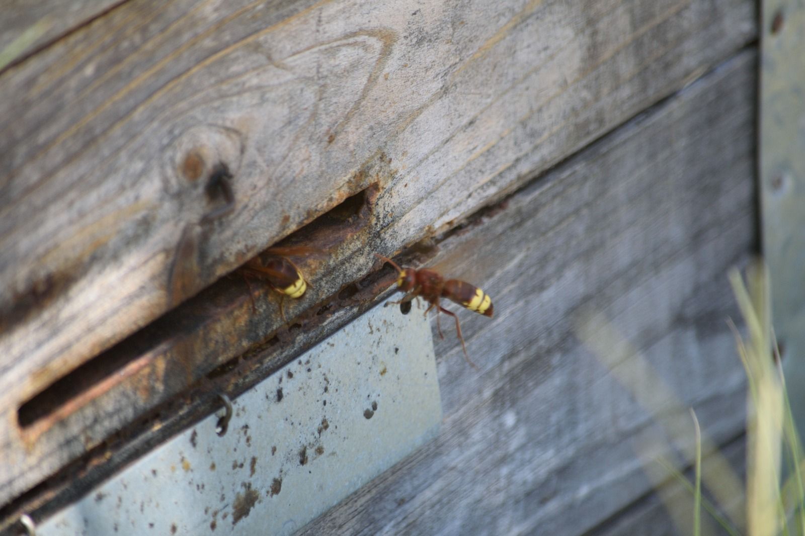 avispón oriental Málaga