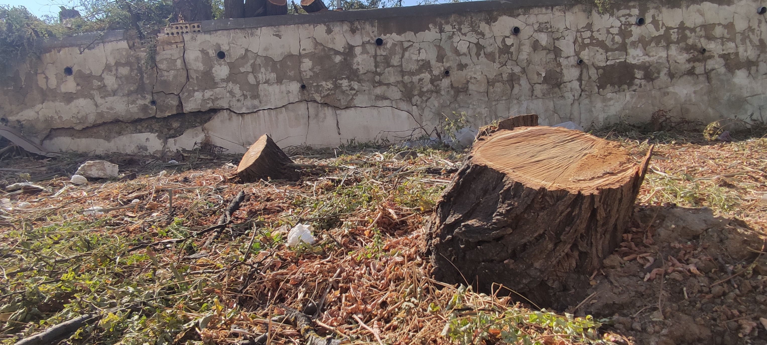 Un tocón tras la tala en la parcela donde se construyen los pisos de lujo en Jerez.