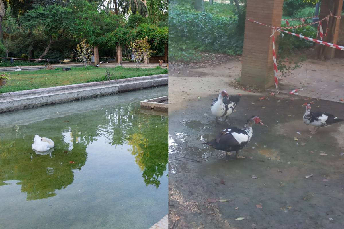 A la izquierda, los patos nadando en el estanque ya lleno en la imagen difundida por el Ayuntamiento. A la derecha, fotografía difundida por Ecologistas en Acción, correspondiente a las dos últimas semanas.