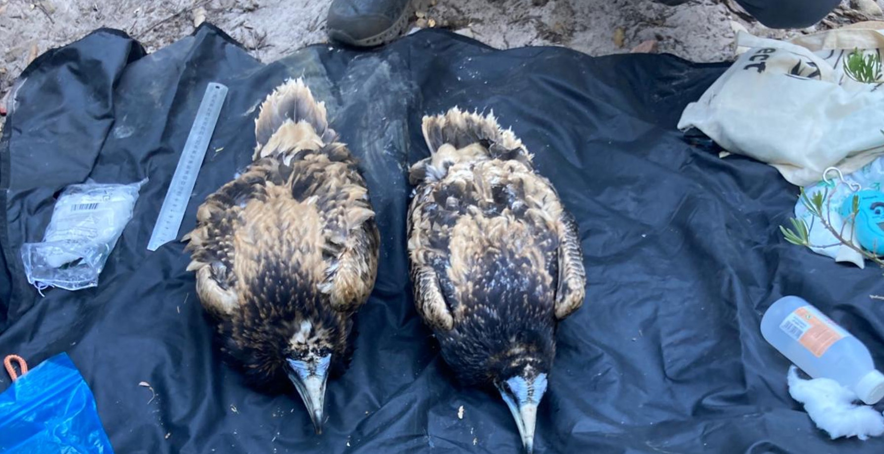 Dos crías de alimoches nacidos en Andalucía este año.