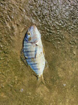 peces muertos en los Lances 300x400