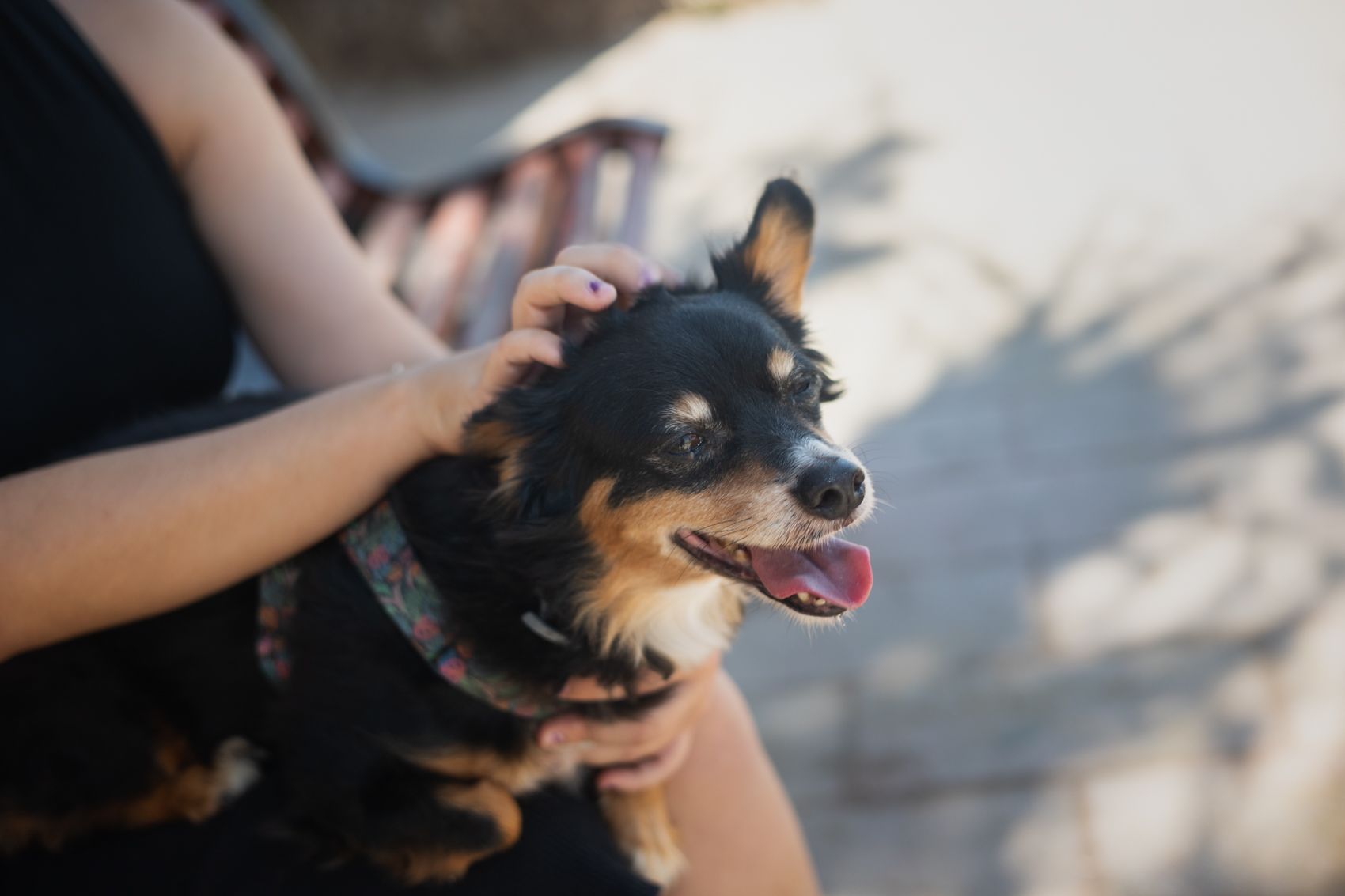 Una mujer acaricia a un perro en una imagen de archivo.