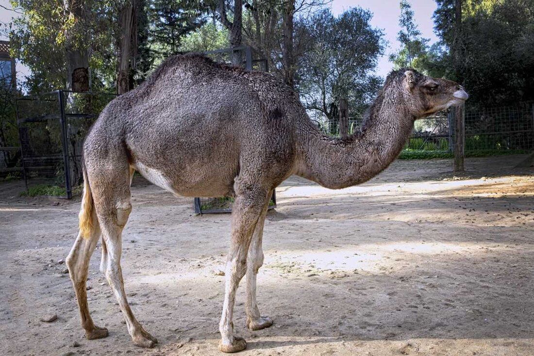 Un dromedario, en el Zoo de Jerez.