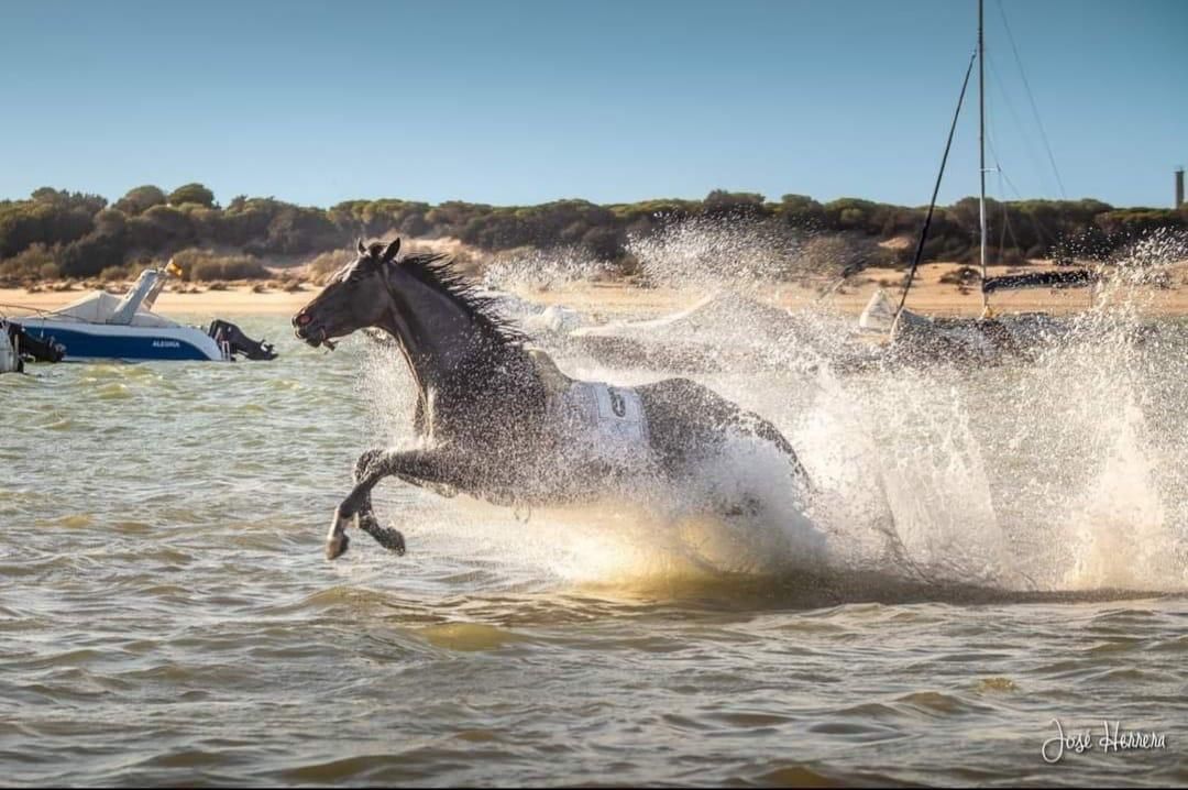 Un caballo que fue recuperado por la Guardia Civil durante el primer ciclo de las carreras de caballos.